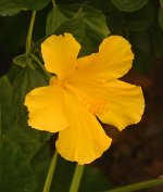 Hibiscus07Jan2014.jpg