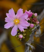 Pereskia07Jan2014.jpg
