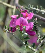 ShrubPea07Jan2014.jpg