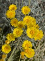 YellowMohave07Jan2014.jpg