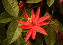 PassifloraVitifolia07Jan2014.jpg