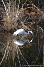 DSC_9576.jpg