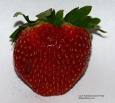 007 Strawberry-140107_01.jpg