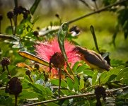 tinybird-1.jpg
