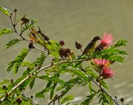 tinybird-2.jpg