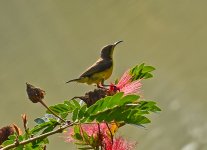 tinybird-3.jpg