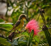 tinybird-4.jpg