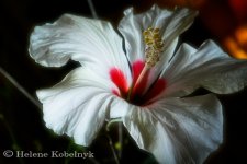 DSC_0064.jpg