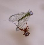 Spider07Jan2014.jpg