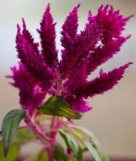 Nikonites-1002.jpg