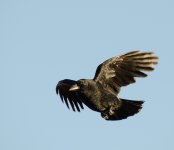 DSC_7141.jpg