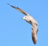 DSC_7059.jpg