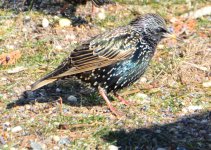 DSC_7086.jpg