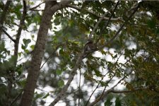 squirrel1.JPG