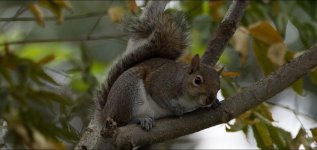 squirrel2.jpg