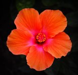 orangeblume-1.jpg