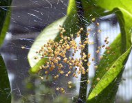 LittleSpiders08Jan2014.jpg