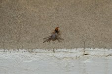 DSC_5103.jpg