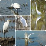 Egret collage.jpg