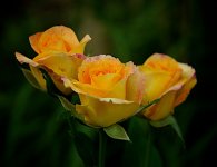 The Three Amigos  8.5x11.jpg