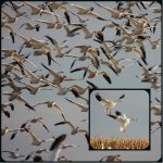 geese collage.jpg