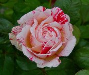 Rose09Jan2014_2.jpg