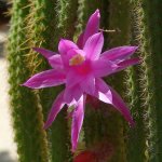 Cactus09Jan2014.jpg