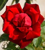 redrose-1.jpg