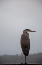 Nikonites-9-4.jpg Nikonites-9-4.jpg