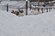 NIK_0115.jpg