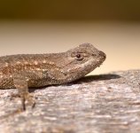 Lizard10Jan2014_4.jpg