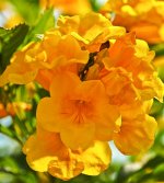 gelbeblume-1.jpg