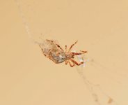 Spider10Jan2014_3.jpg