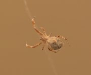 Spider10Jan2014_4.jpg