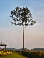 eveningtree-1.jpg