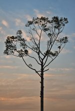 eveningtree-2.jpg