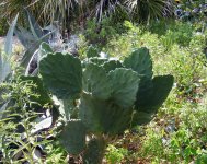 cactus 2.jpg