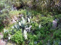 cactus.jpg