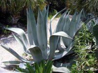 aloe.jpg
