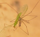 Spider11Jan2014_3.jpg