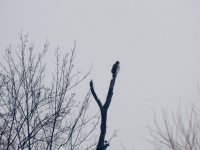 DSCN8910.jpg