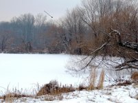 Picture1.jpg