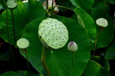 LotusPodsNIKON.jpg