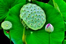 LotusPodsNIKON.jpg