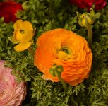 Mums12Jan2014.jpg