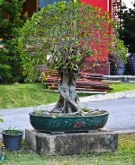 tree2-1.jpg