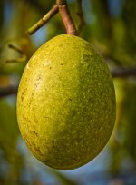 mango-1.jpg