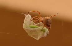 Spider12Jan2014.jpg