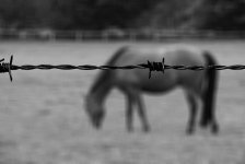 horse and barbed wire.jpg