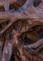 Nikonites-12-1.jpg